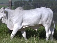 Lote 07