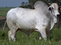 Lote 75