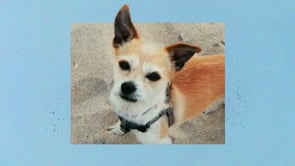Related Embedded Video Item Thumbnail