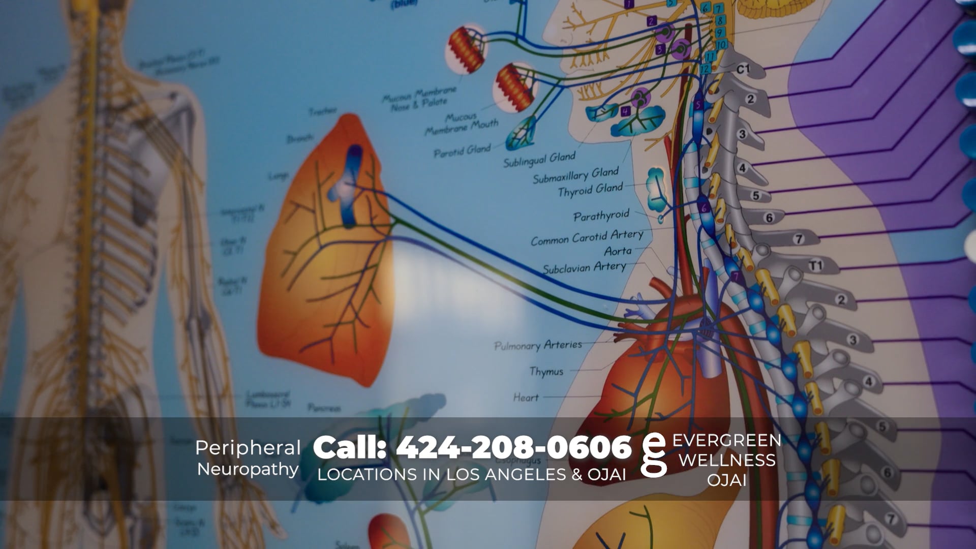 Evergreen Wellness "Healing"