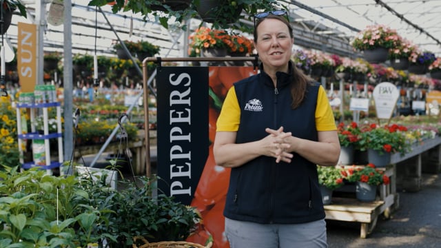 Sweet to Spicy: How to Grow Peppers Successfully