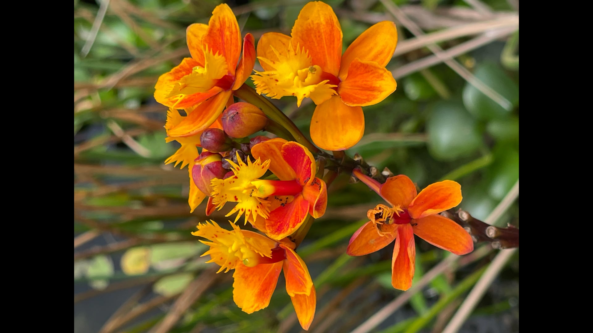 2025 May 26 : Reviewing the Balance of Equanimity