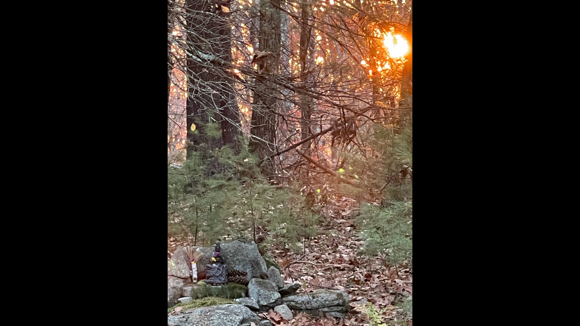 2025 May 12 : Supporting Our Cultivation of Calm by Sitting in Nature