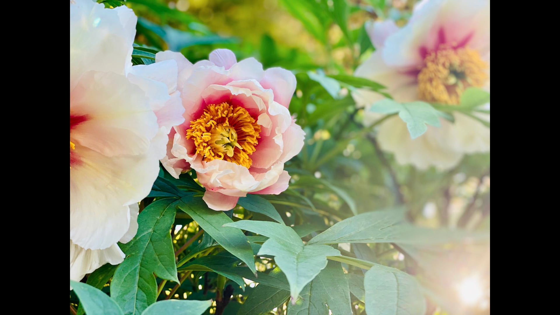 2025 May 05 : The Singing Birds of Joy