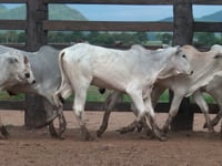 Lote 26