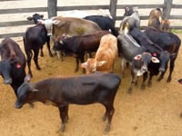 Lote 30