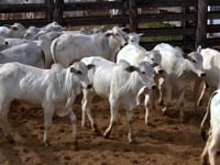 Lote 31