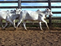 Lote 38