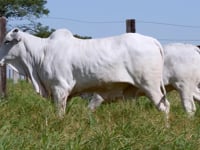 Lote 70