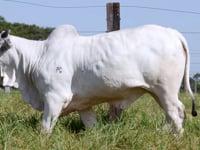 Lote 71