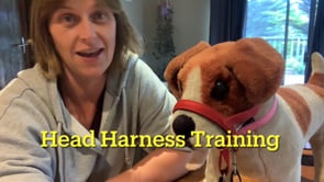 Head Harness Desensitisation