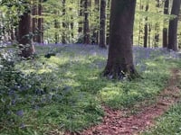 Bluebells and birdsong...