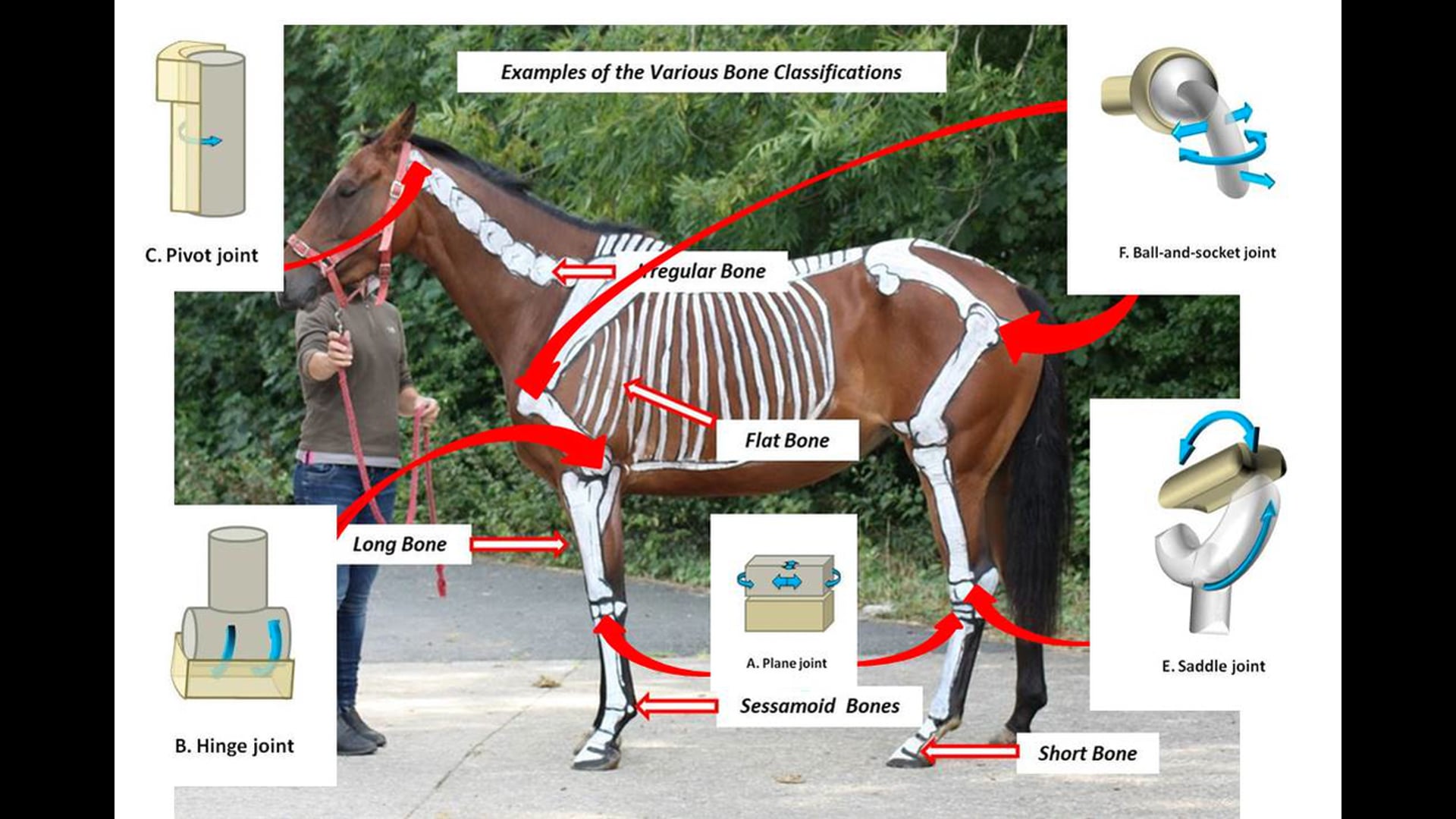 A Review of the Joints of the Thoracic and Pelvic Limbs.