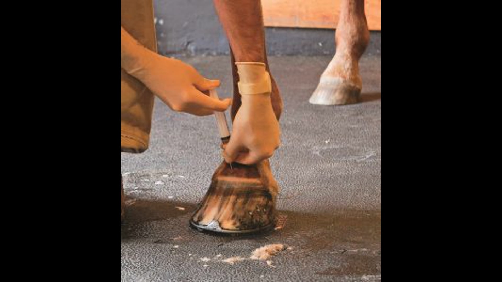 Spotlight on the synovial joint, a deeper examination