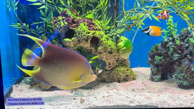 Blue Queen Angelfish WYSIWYG 18 video