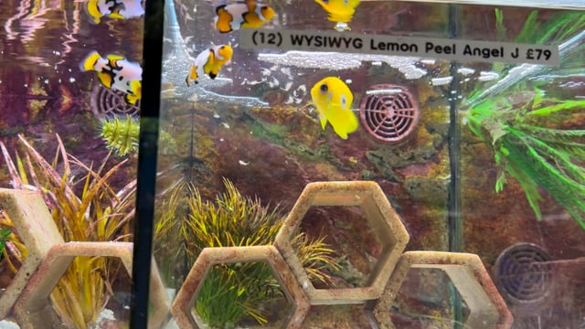 Lemon Peel Angelfish Juvenile WYSIWYG 12 video