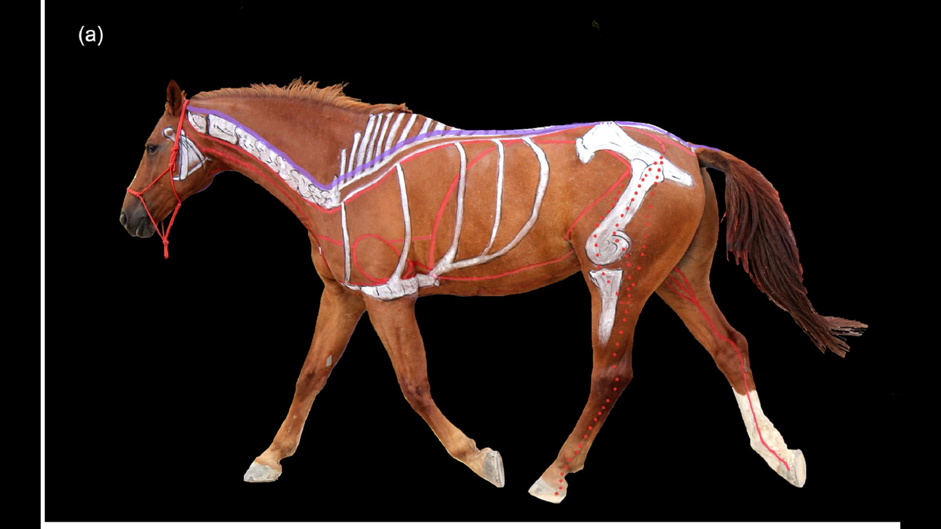 Hoof Care  – The Whole Horse Connection.