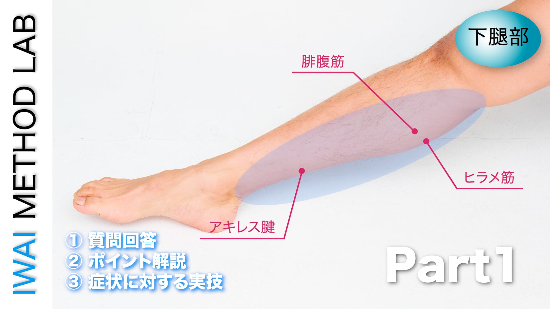 オンライン実技講習：下腿部  筋腱断裂の視診・触診と施術アプローチ Part.1