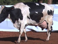 Lote 01