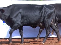 Lote 04