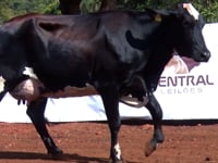 Lote 07