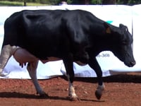 Lote 10