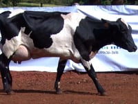 Lote 11