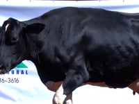 Lote 15