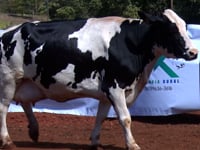 Lote 16