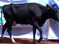 Lote 17