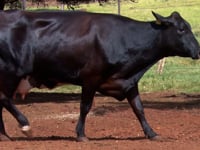 Lote 18