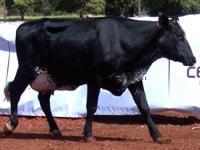 Lote 19