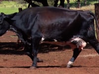 Lote 21
