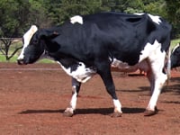 Lote 25