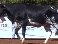Lote 26