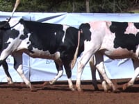 Lote 28