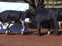 Lote 29