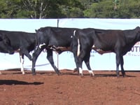Lote 31