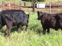 Lote 32
