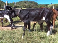 Lote 33