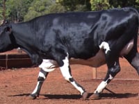 Lote 36