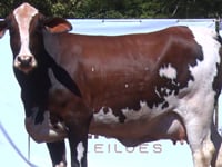 Lote 35