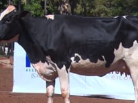 Lote 39