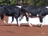 Lote 40