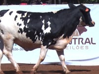 Lote 41