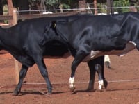 Lote 42