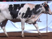 Lote 43