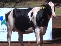 Lote 44
