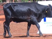 Lote 45