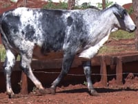 Lote 47